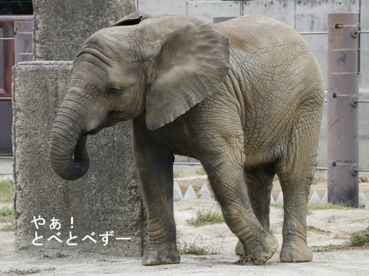 とべ動物園アフリカゾウ;子象の砥愛ちゃん(メス、4歳)