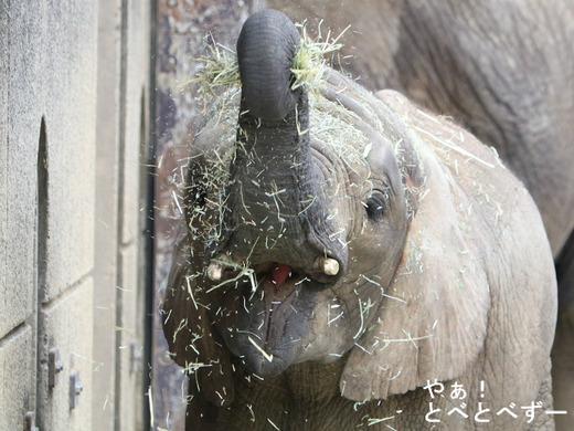 日本で唯一アフリカゾウの子象が見られる愛媛とべ動物園