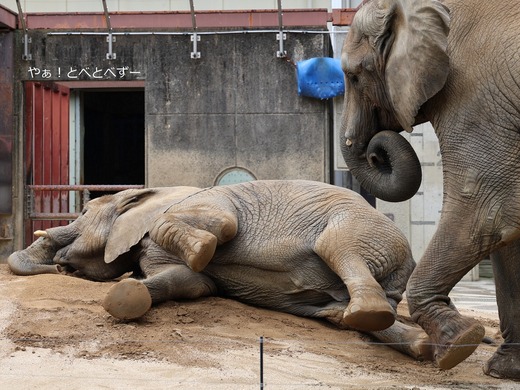 砂の上でゴロンゴロン横臥するアフリカゾウ・砥愛
