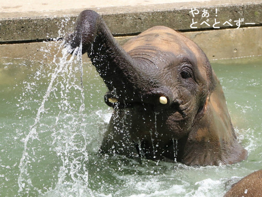 とべ動物園アフリカゾウ：媛ちゃん（メス、11歳）