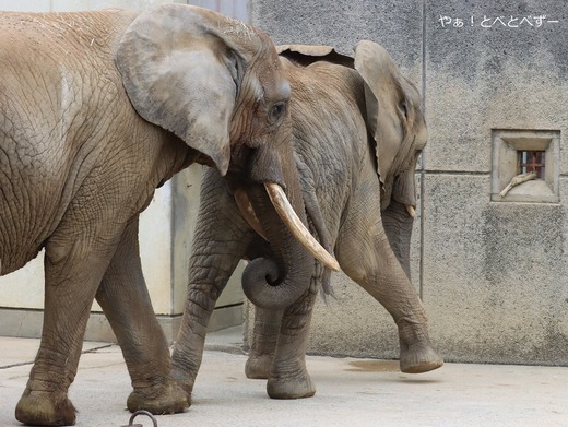 とべ動物園ブログ：やぁ！とべとべずー