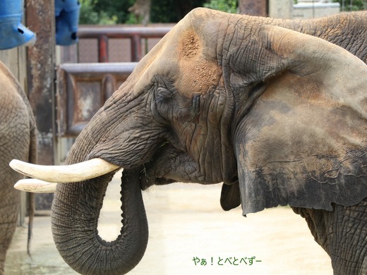 とべ動物園アフリカゾウ：リカ母さん（メス、推定３５歳）