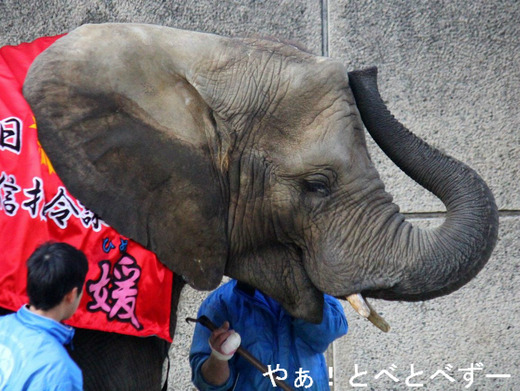 一日通信指令課長・アフリカゾウの媛（ひめ）ちゃん