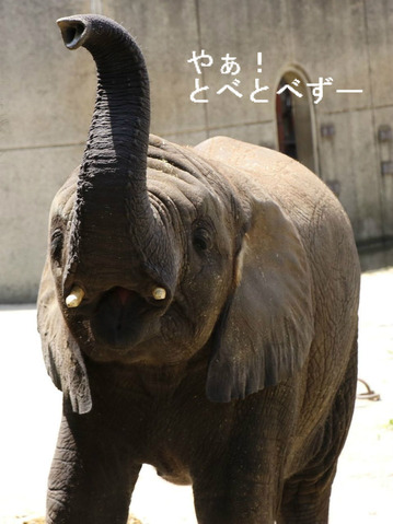 NHK「四国で発見!いのちの不思議:愛媛県立とべ動物園」