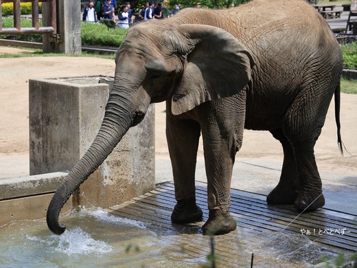 とべ動物園アフリカゾウのブログ：やぁ！とべとべずー