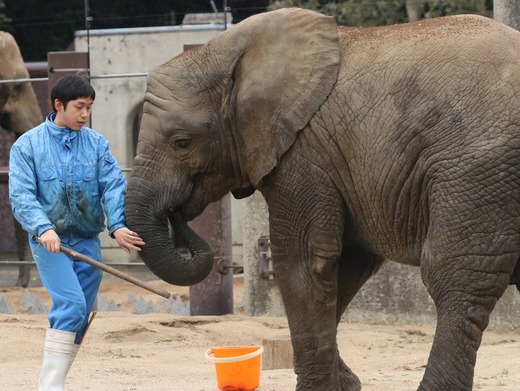とべ動物園アフリカゾウのブログ：やぁ！とべとべずー