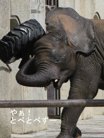 アフリカゾウ、アジアゾウ大好きブログ:やぁ!とべとべずー