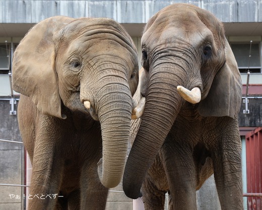 とべ動物園アフリカゾウの親子:リカ母さん、砥愛ちゃん