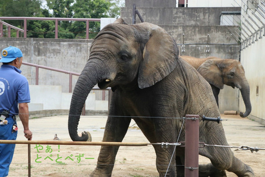 アフリカゾウのレジェンド飼育員さんと砥愛ちゃん