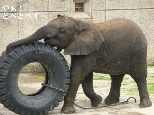とべ動物園アフリカゾウ：砥愛