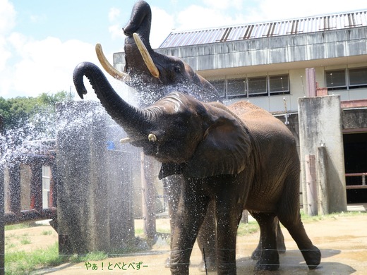 アフリカゾウ、アジアゾウ大好きブログ:やぁ!とべとべずー