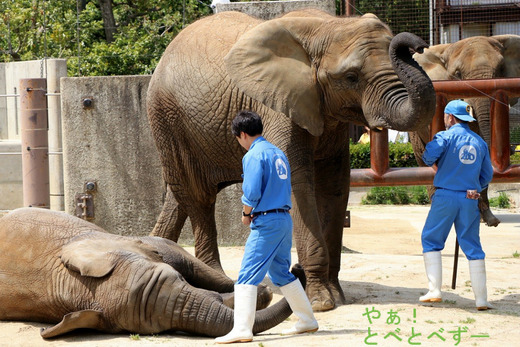 とべ動物園ブログ：ゾウ、ホッキョクグマ、ライオン、サーバル