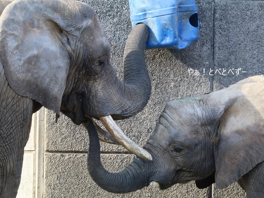 日本で唯一アフリカゾウの子象が見らえる愛媛とべ動物園
