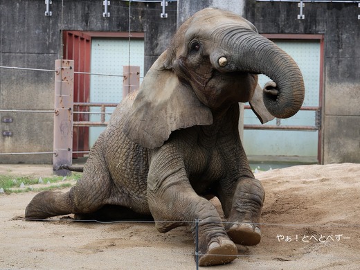 とべ動物園アフリカゾウ：媛ちゃん（メス、１８歳）