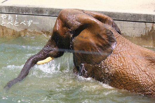 「夜の動物園」開催中。愛媛県立とべ動物園