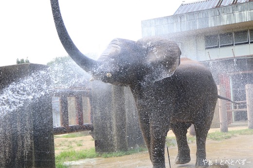 とべ動物園ブログ:砥愛、グレイ、小夏、ピース