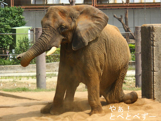 2016.4.14に亡くなったアフリカゾウのアフくんの奥さん・リカさん