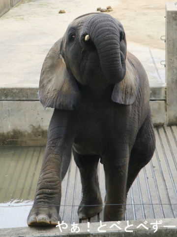 とべ動物園ブログ：ゾウ、ホッキョクグマ、ライオン、サーバル