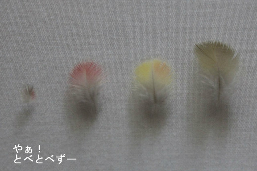 ウロコインコの換羽