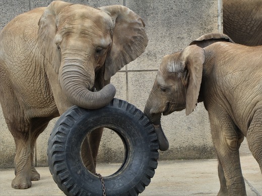 とべ動物園アフリカゾウの仲良し姉妹:媛ちゃん、砥愛ちゃん