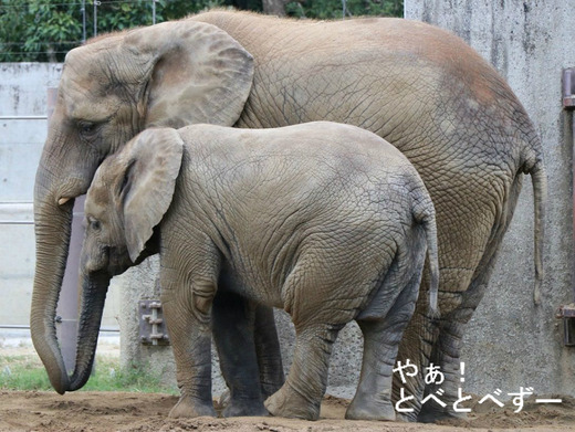 アフリカゾウの媛ちゃん10歳のお誕生会開催!(2016.11.6)