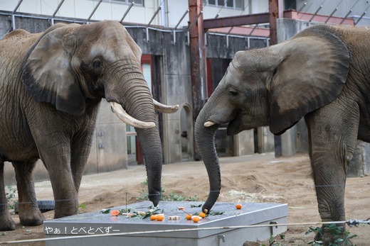 とべ動物園アフリカゾウのブログ:やぁ!とべとべずー