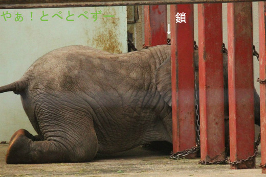 とべ動物園ブログ：アフリカゾウ、白くまピース、レッサーパンダ