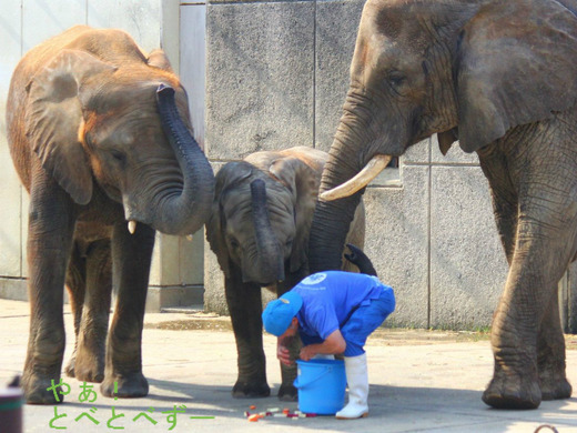 日本動物園水族館協会JAZA最高賞・古賀賞受賞