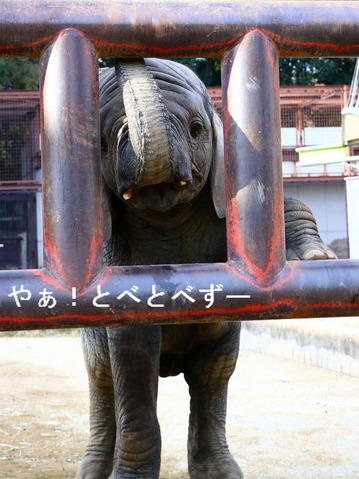 とべどうぶつえんアポーターズデーの砥愛ちゃん