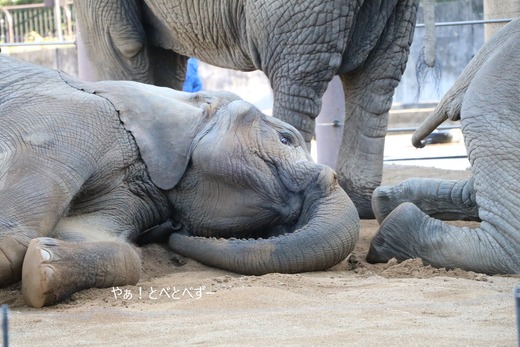とべ動物園ブログ:媛、ララ、イオ、フー、まんぷく