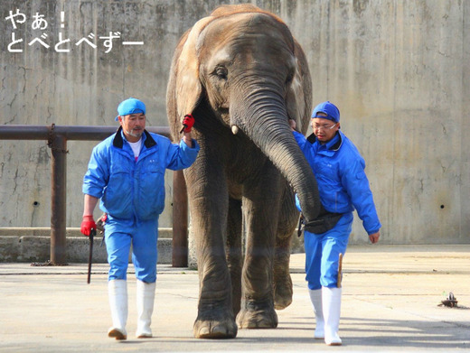 とべ動物園アフリカゾウ：媛ちゃん（メス、９歳）