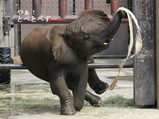 日本で唯一アフリカゾウの家族が見られる愛媛県立とべ動物園