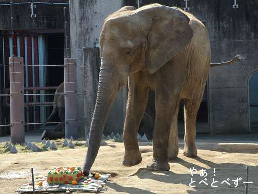 とべ動物園アフリカゾウ:媛ちゃん(メス、13歳)