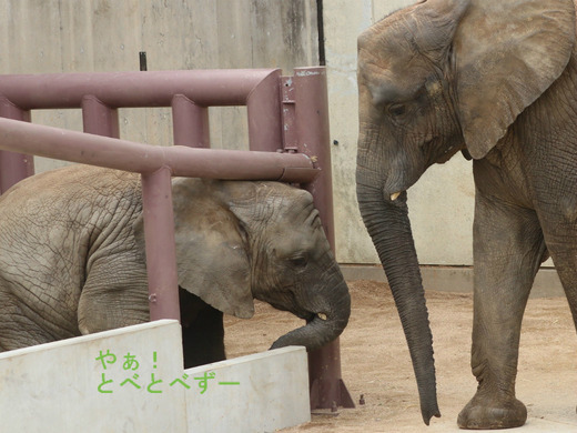 スロープの柵を通り抜けようとするアフリカゾウの砥愛ちゃん