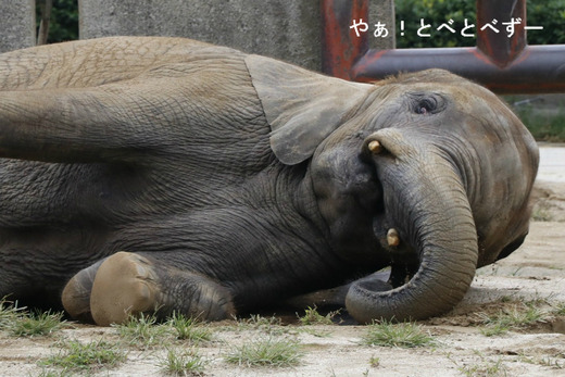 とべ動物園アフリカゾウ:媛