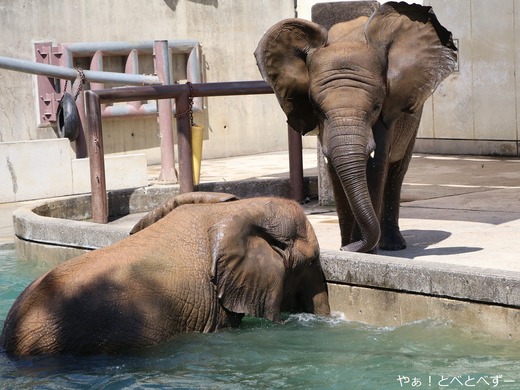 アフリカゾウの仲良し姉妹：媛ちゃん、砥愛ちゃん