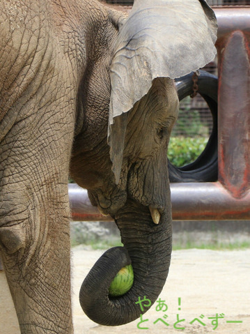 とべ動物園ブログ:砥愛、ティア、フー、ウララ、ルビー