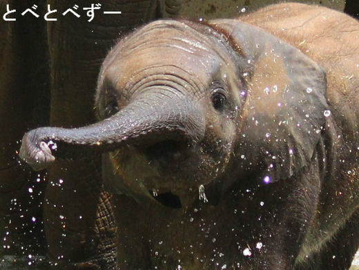 とべ動物園アフリカ象のブログ：やぁ！とべとべずー