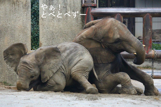 最近20年間で無事に育っているアフリカゾウは3頭だけ