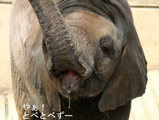 とべ動物園のブログ：アフリカゾウ、白くまピース、赤ちゃんライオン