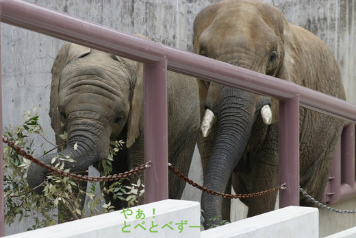 日本で唯一アフリカゾウの家族が見られる愛媛県立とべ動物園