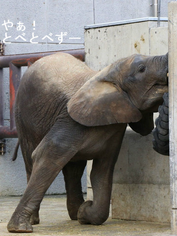 アフリカゾウ、アジアゾウ大好きブログ:やぁ!とべとべずー