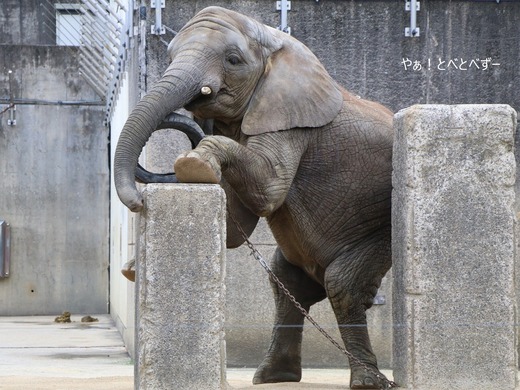 とべ動物園ブログ:やぁ!とべとべずー