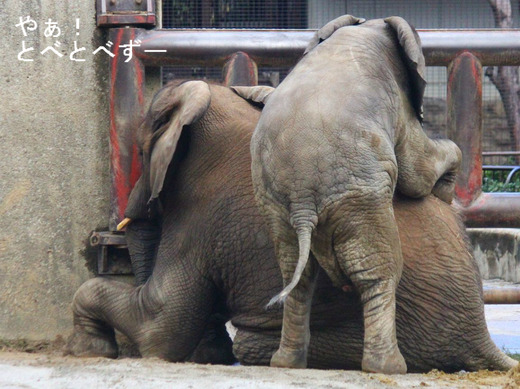 砂遊びをするゾウの姉妹