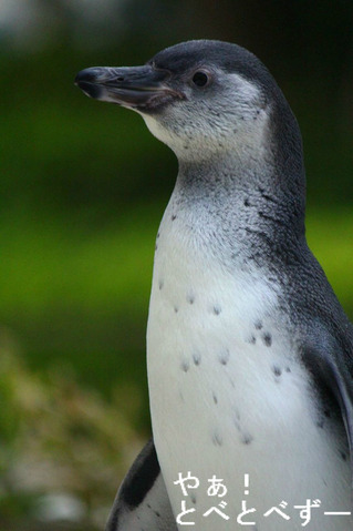 とべ動物園：フンボルトペンギンの赤ちゃん