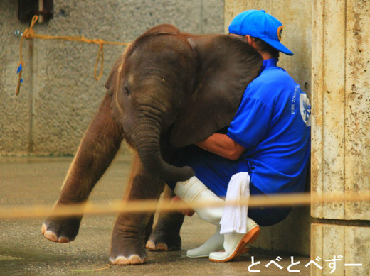 飼育員の椎名さんと遊ぶ砥愛