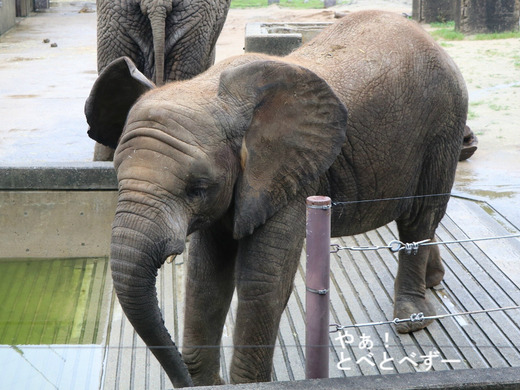 とべ動物園ブログ：やぁ！とべとべずー