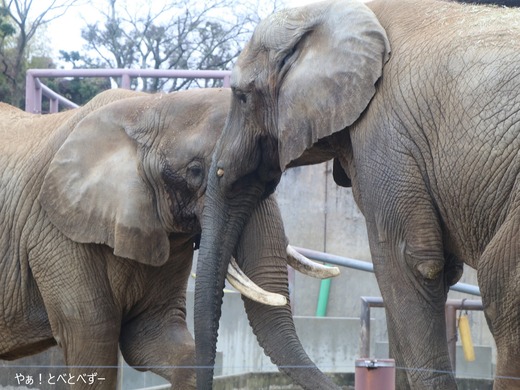 とべ動物園アフリカゾウのブログ：やぁ！とべとべずー