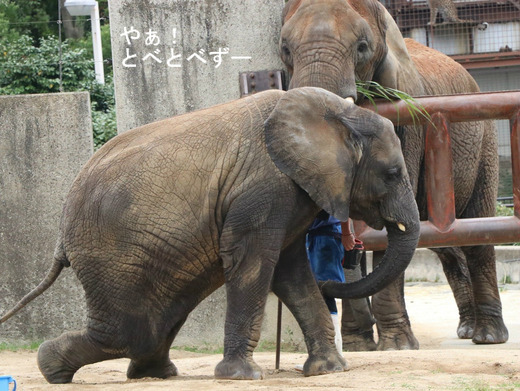 とべ動物園アフリカゾウ：アフ、リカ、媛、砥夢、砥愛