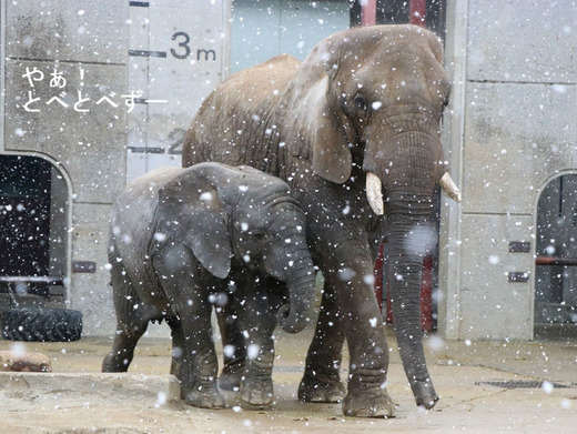 とべ動物園アフリカゾウの親子